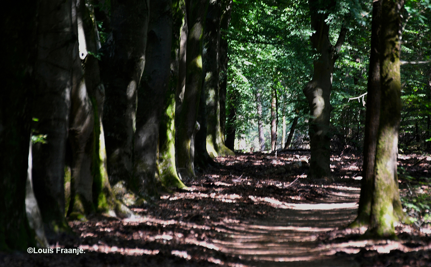 Het bospad in de schaduw van de oude bomen - Foto: ©Louis Fraanje
