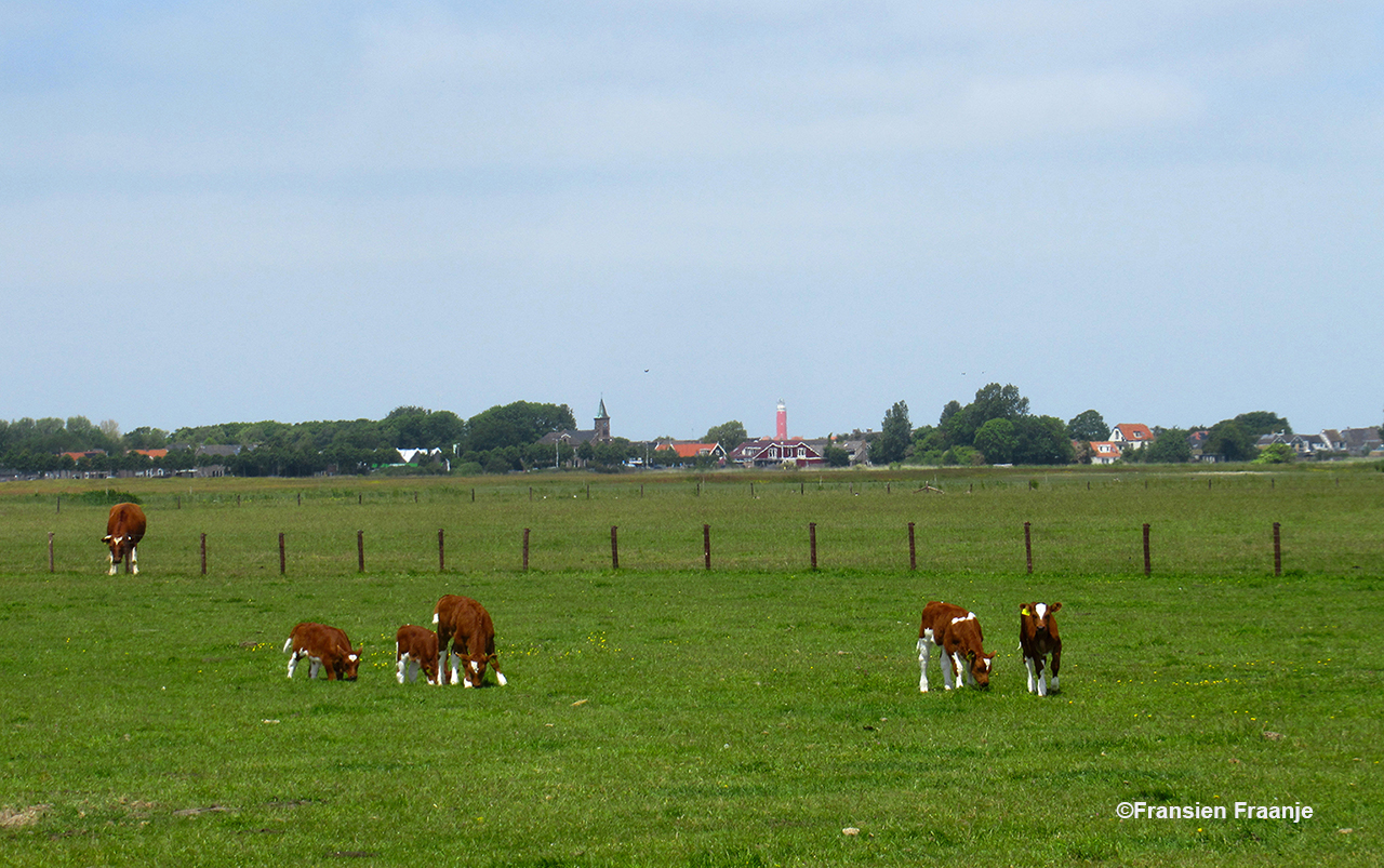 Een klein deel van het Brandrode vee in het weiland, met op de achtergrond De Cocksdorp - Foto: ©Fransien Fraanje