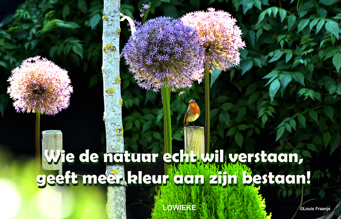 Een roodborstje in de tuin geeft extra kleur aan onze natuur - Tekst en foto: ©Louis Fraanje