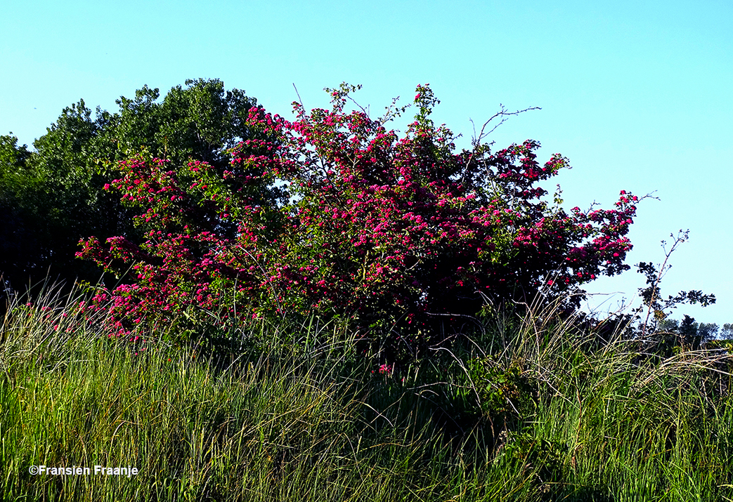 De prachtig bloeiende rode Meidoorn - Foto: ©Fransien Fraanje
