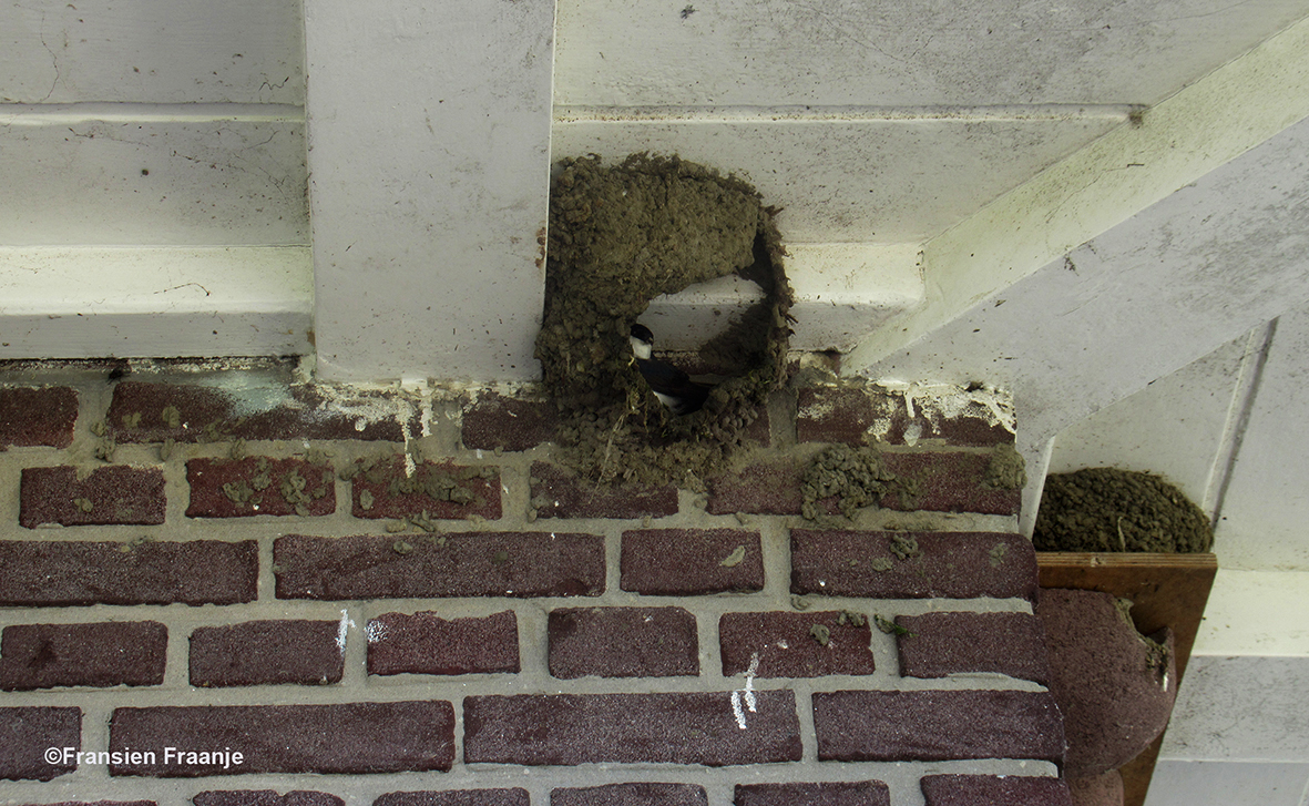 De eenzame bouwer aan het nest, wat eigenlijk mislukte - Foto: ©Fransien Fraanje