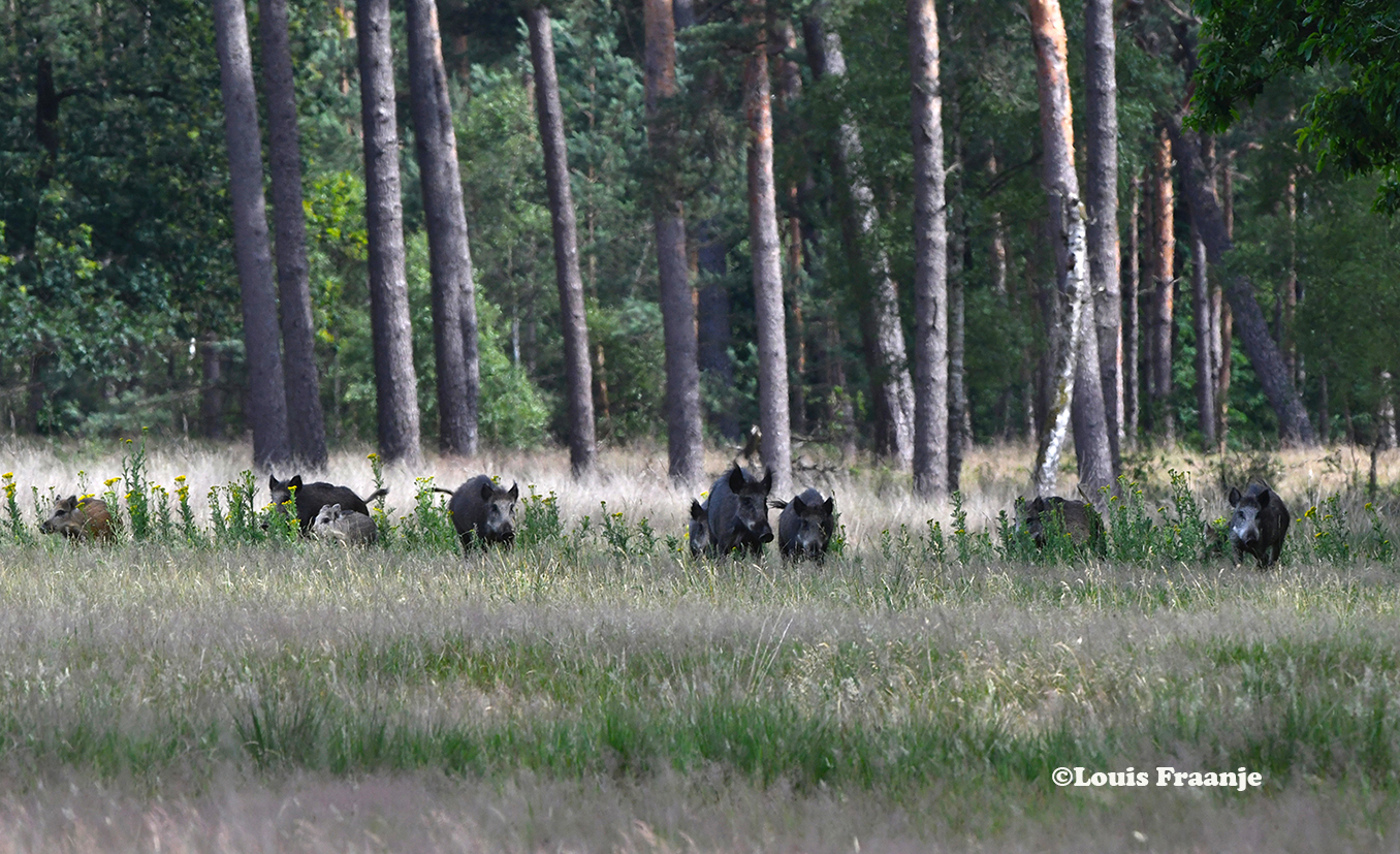 De wilde zwijnen komen dwars over het Zwarte Veld rennen - Foto: ©Louis Fraanje