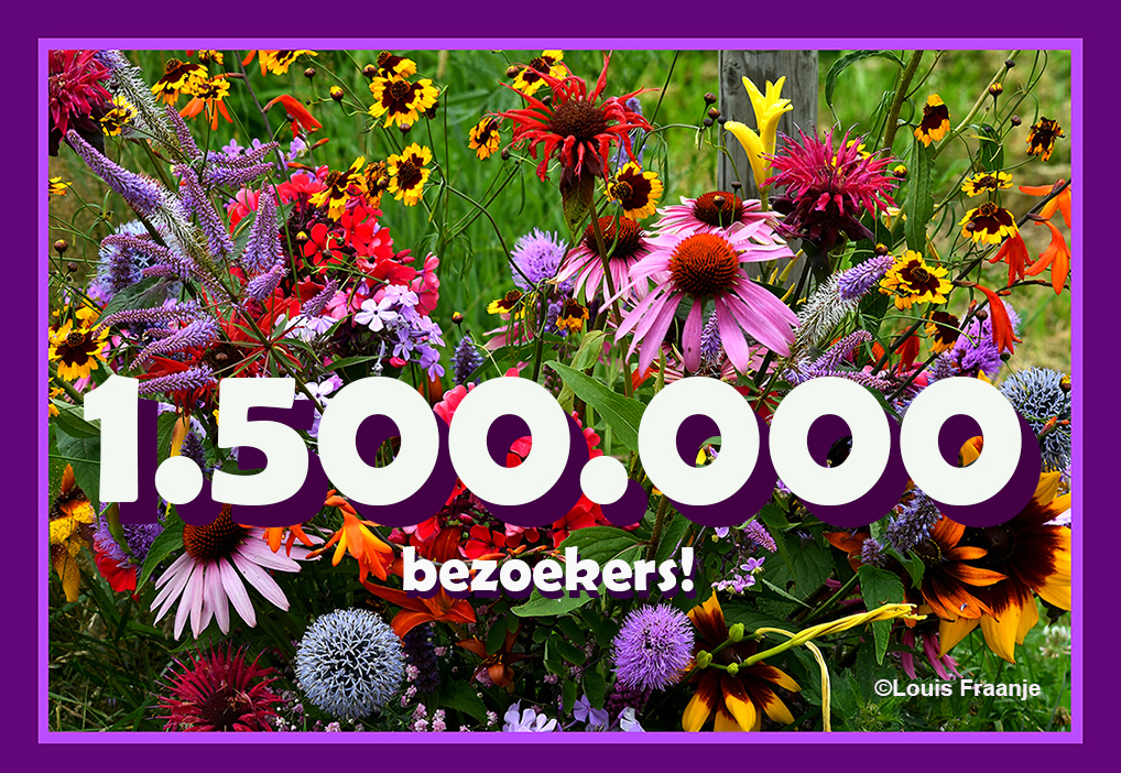 Anderhalf miljoen bezoekers, dat is wel een bloemetje waard! - Foto: ©Louis Fraanje