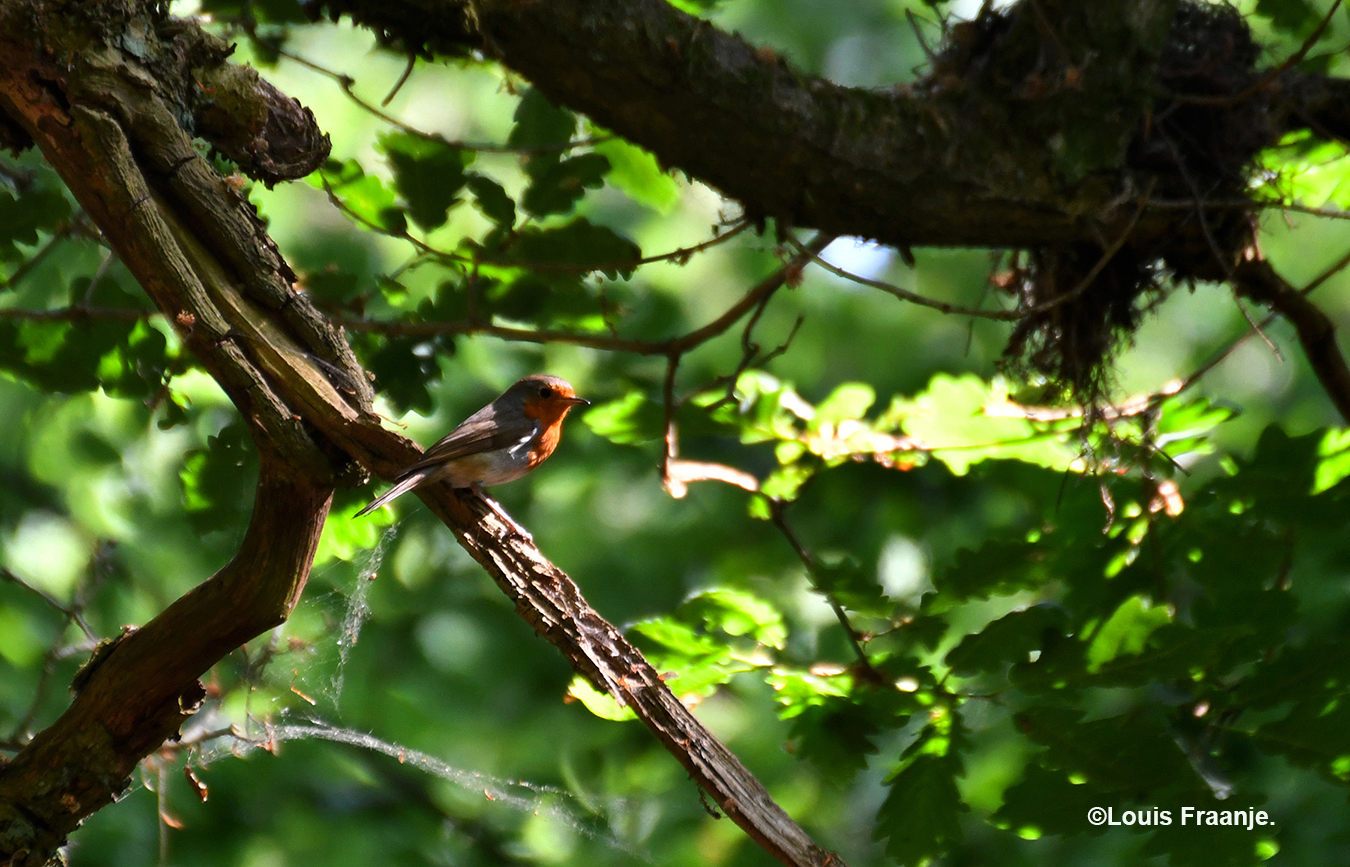 Boven in de boom zat een roodborstje - Foto: ©Louis Fraanje
