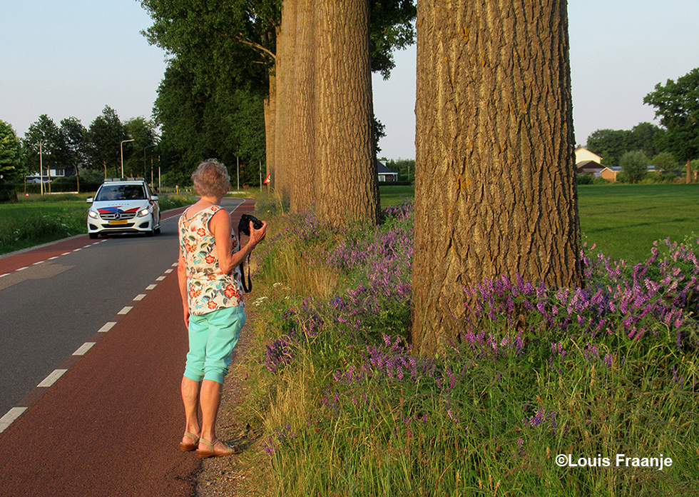 De politie komt langs en denkt; "Hee... een bijzonder bloempje in de berm!" - Foto: ©Louis Fraanje