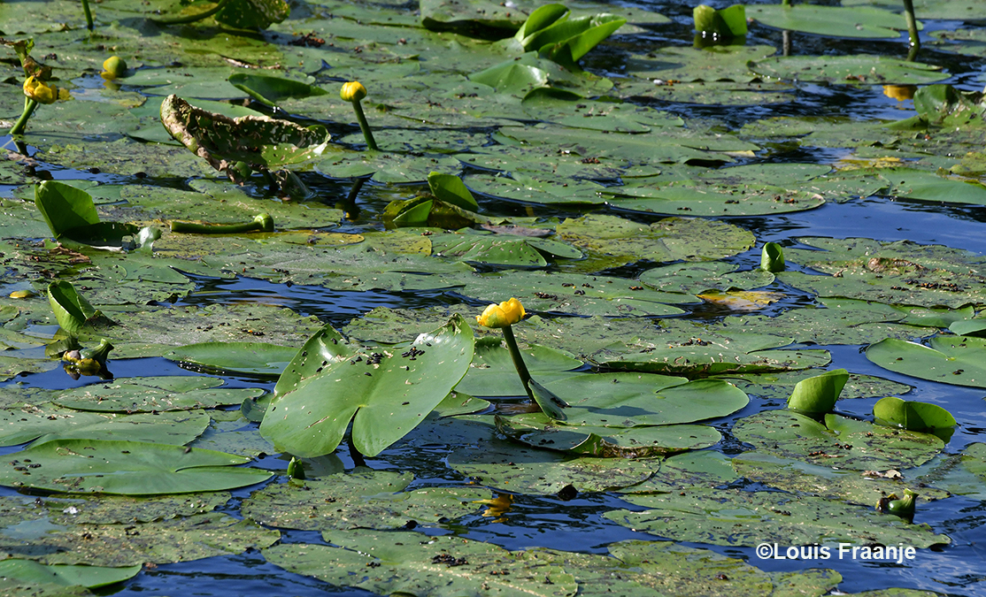  In de grote vijver bij het Jachthuis zagen wij de bekende Gele plomp - Foto: ©Louis Fraanje