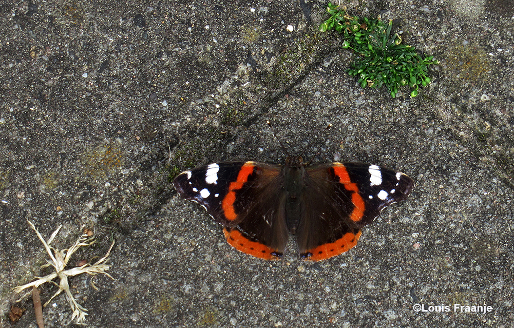 Atalanta vlinder zit onbeweeglijk op de stoep – Foto: ©Louis Fraanje