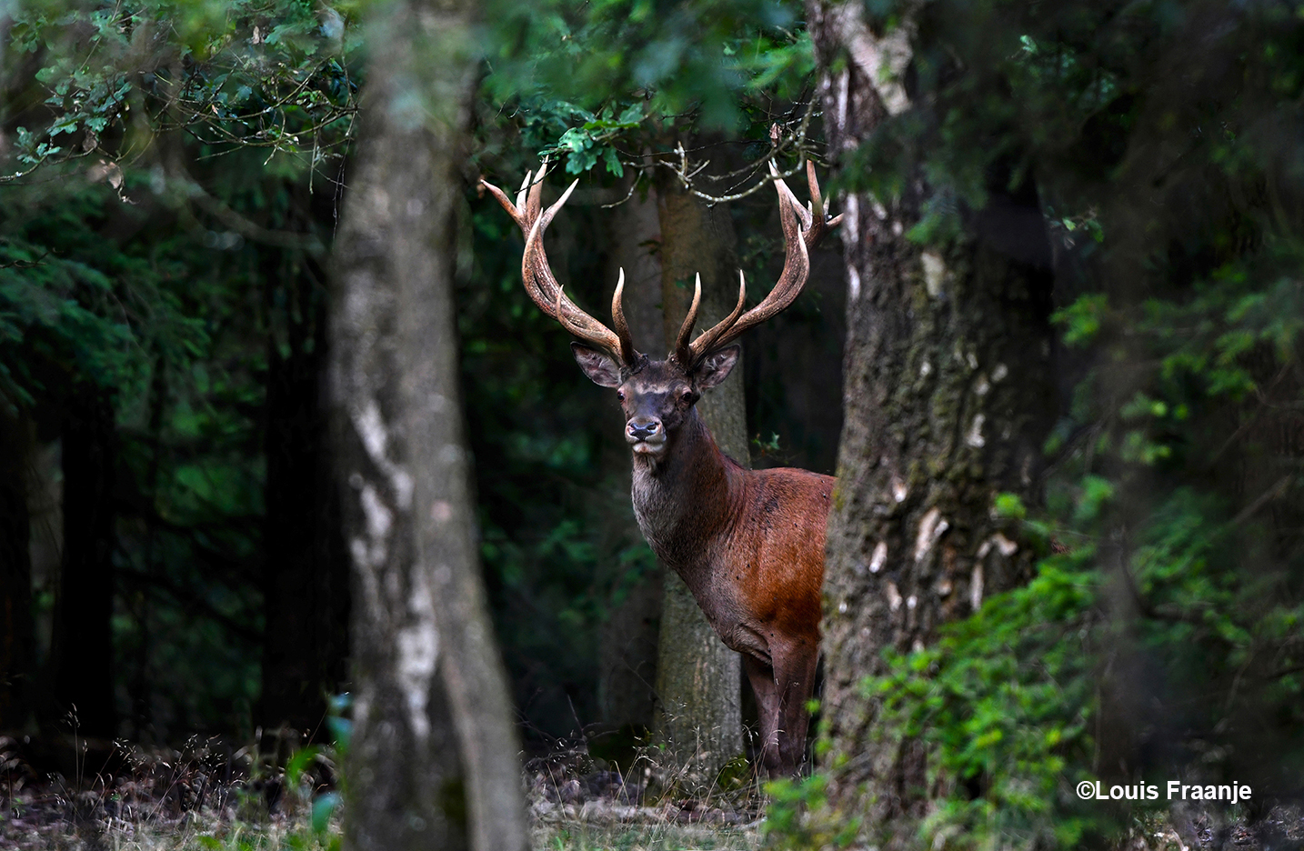 Plotseling kwam hij tevoorschijn en stond tussen de bomen door in onze richting te kijken – Foto: ©Louis Fraanje
