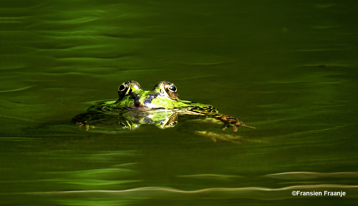 Een erg grappig gezicht, zo'n groene kikker met die twee bolle ogen zo vlak boven het groene water! - Foto: ©Fransien Fraanje