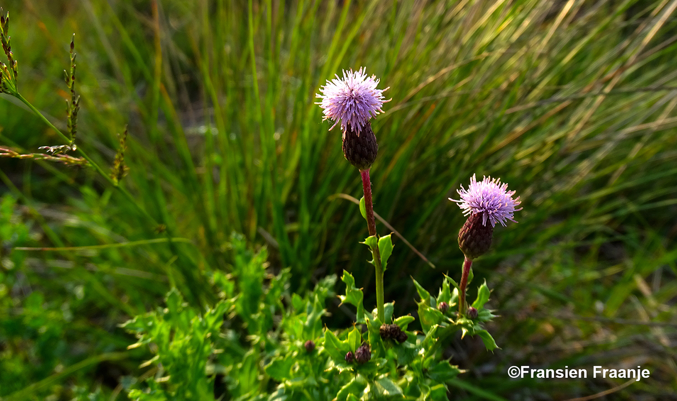 Bloeiende speerdistel tussen het gras - Foto: ©Fransien Fraanje