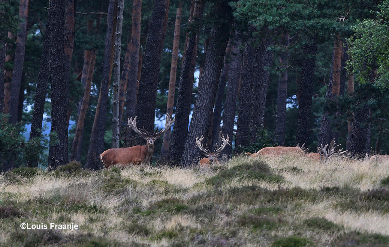 Nieuwsgierig kijken ze vanuit de bosrand in onze richting - Foto: ©Louis Fraanje
