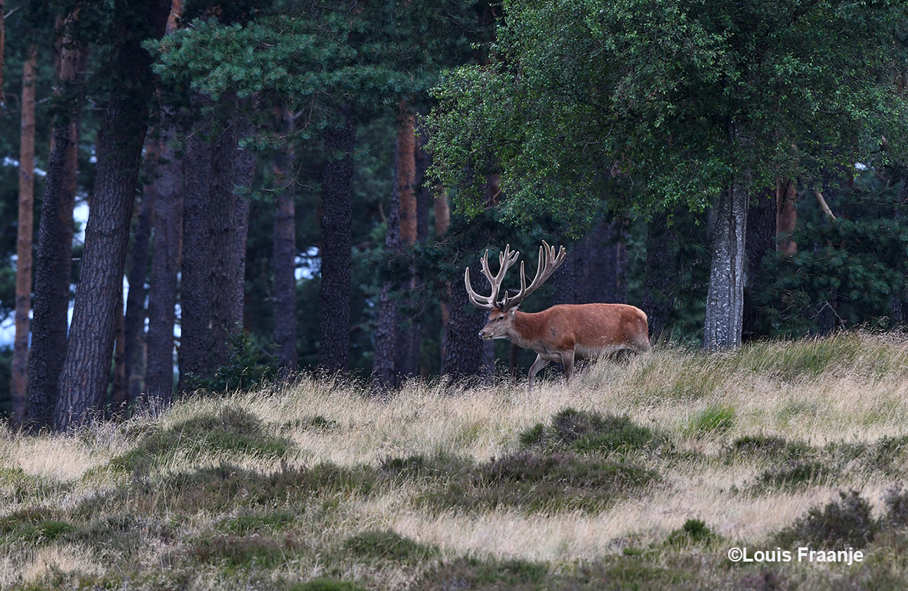 Dan komt er nog een hert vanuit het bos de heuvel aflopen, wat een schitterend gezicht! - Foto: ©Louis Fraanje