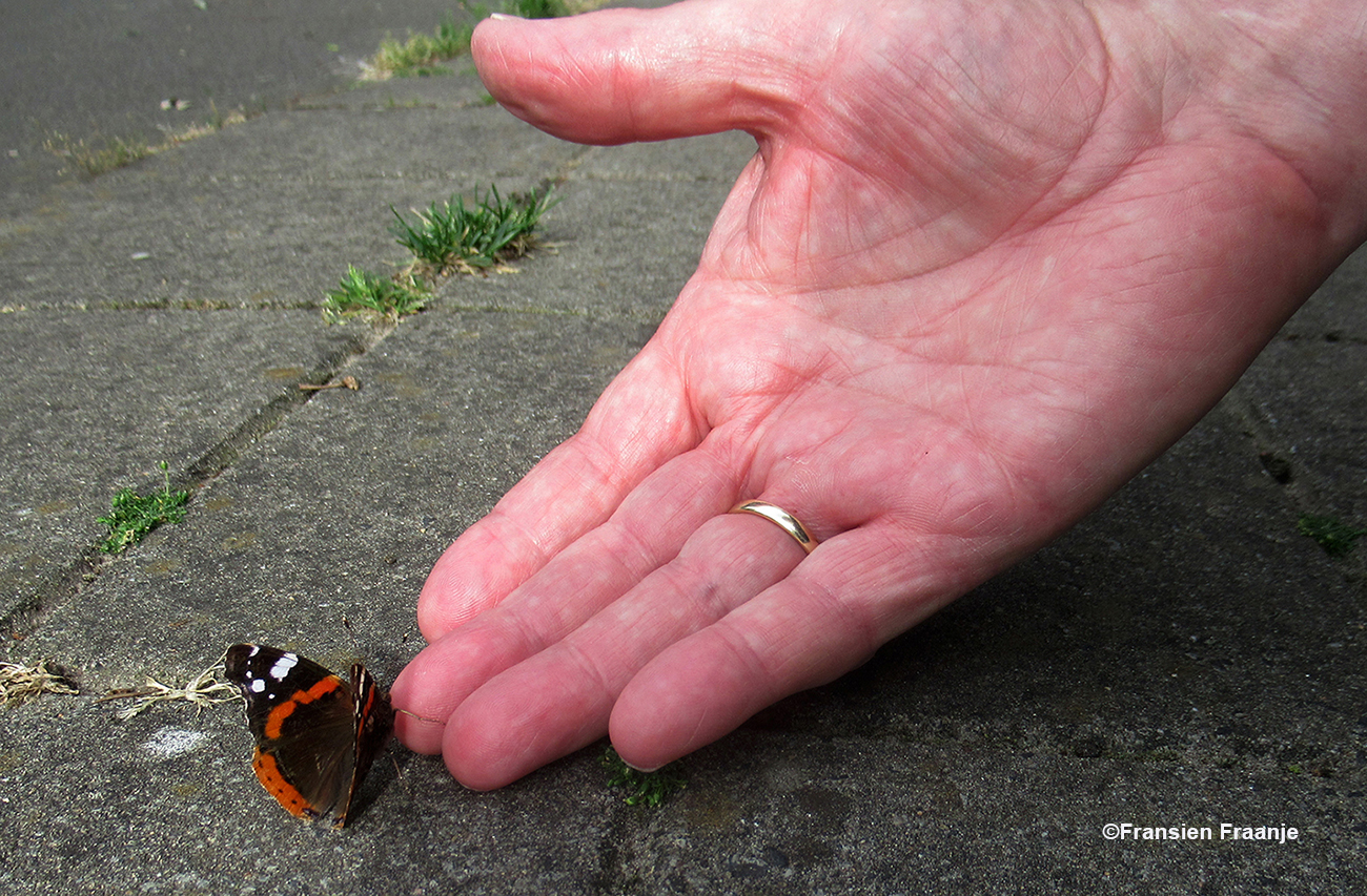 Heel voorzichtig stapt de vlinder op mijn vingers – Foto: ©Fransien Fraanje