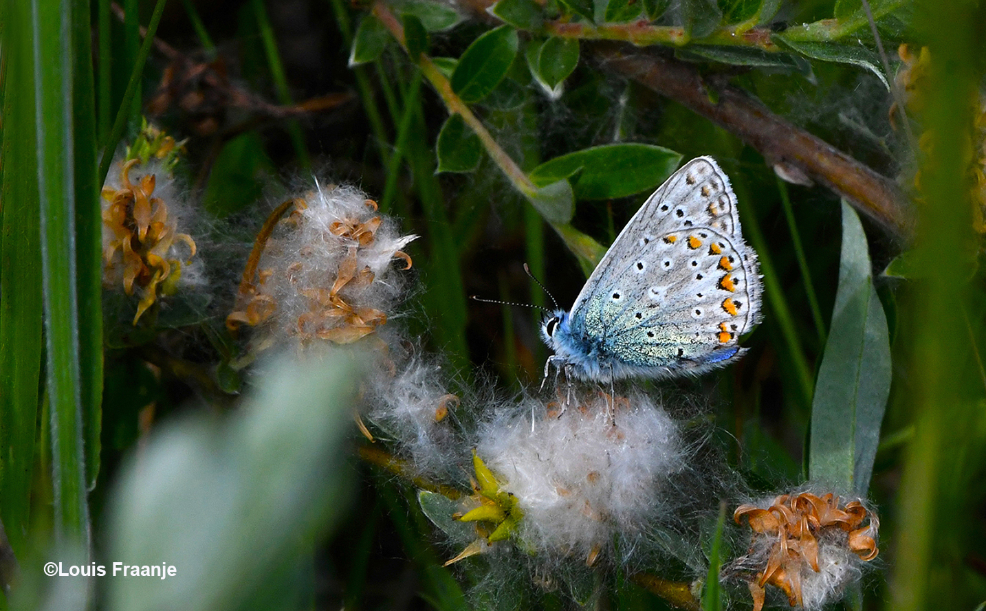 Hier met dichtgevouwen vleugels, aan de onderkant zie je een prachtig gekleurd palet – Foto: ©Louis Fraanj