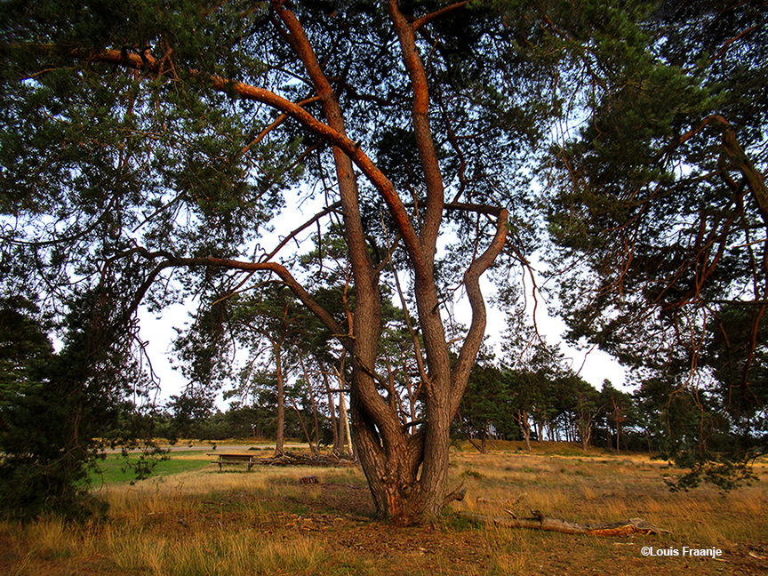 Zo'n enorme reus van een grove dennenboom als een parasol op ons natuurterras - Foto: ©Louis Fraanje