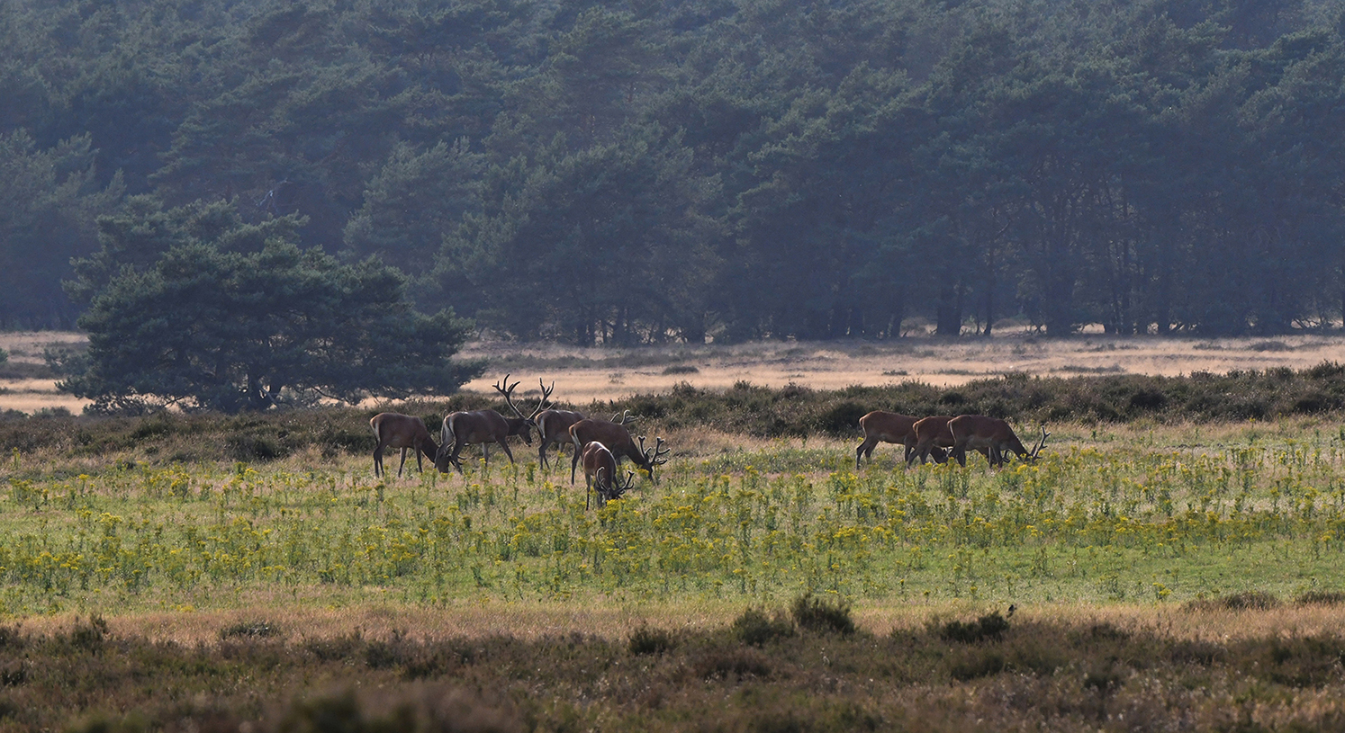 Op het open veld bij Staf liep ook een aardig roedel edelherten te grazen - Foto: ©Louis Fraanje