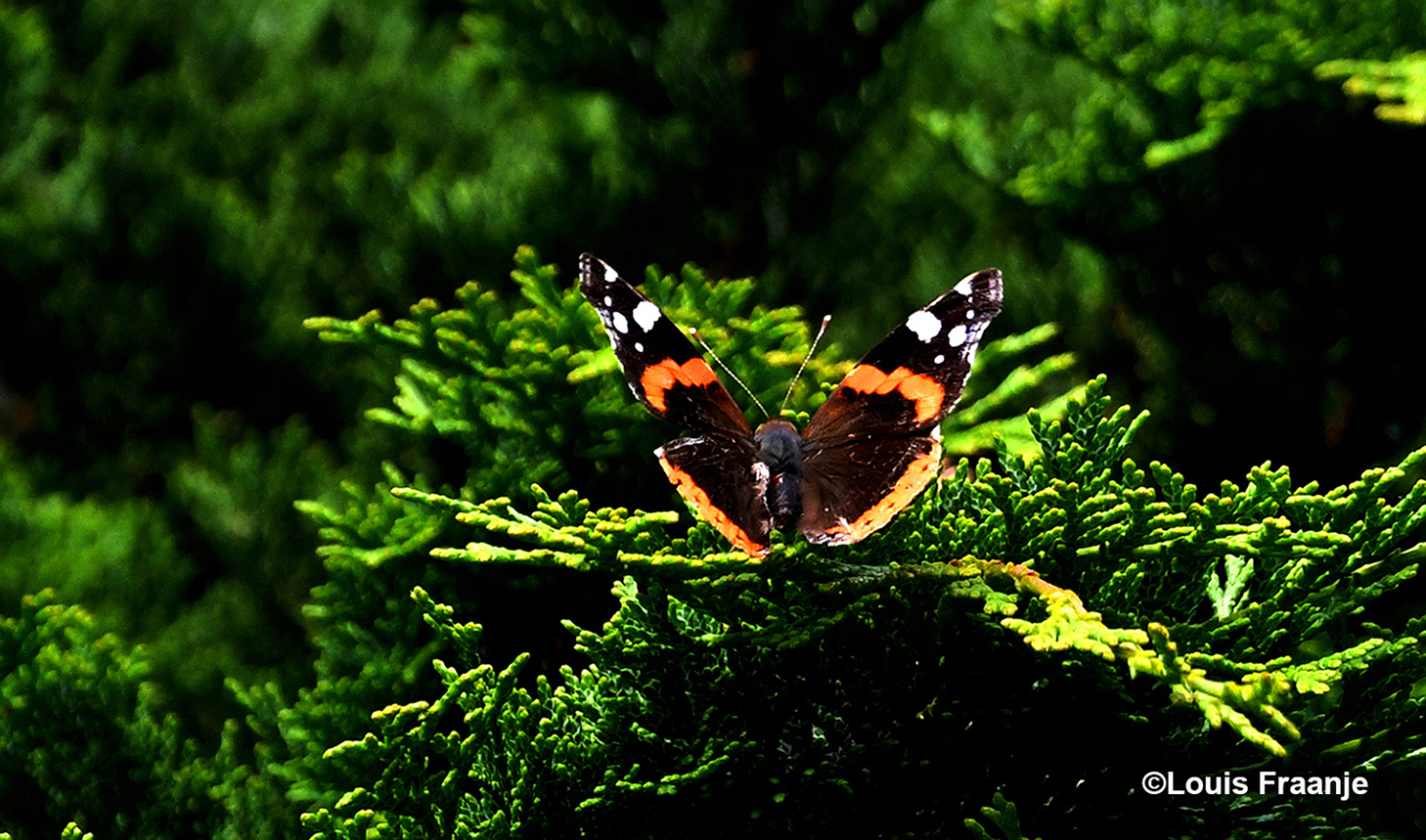Vloog er ineens een vlinder over ons heen en ging tegenover ons in een conifeer zitten - Foto: ©Louis Fraanje