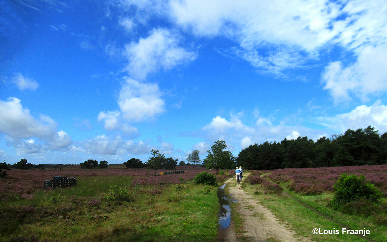 Naar de bloeiende Elspeetse Heide met plassen water op het pad - Foto: ©Louis Fraanje