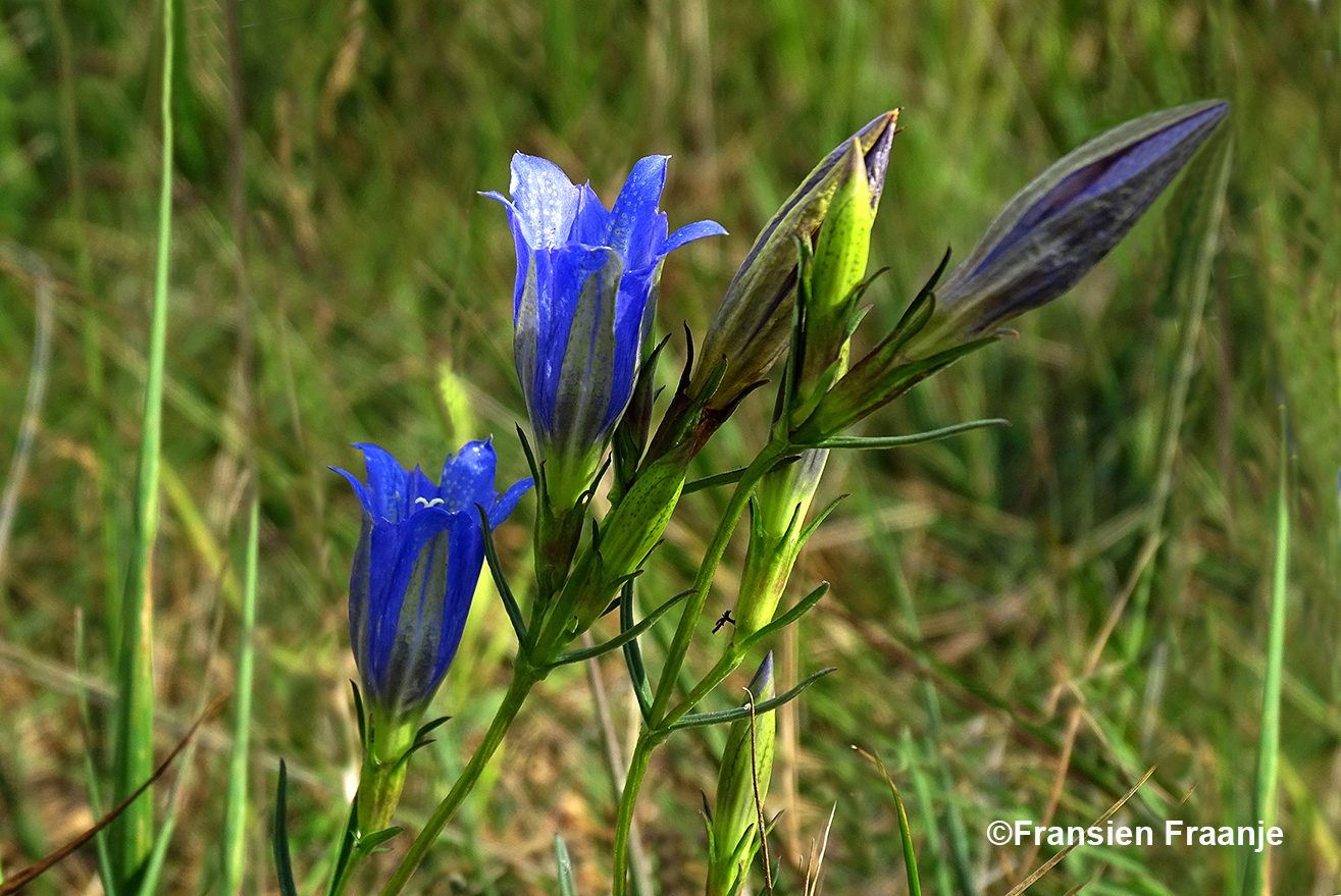 De prachtige blauwe kelkjes van de Klokjesgentiaan tussen het hoge gras – Foto: ©Fransien Fraanje