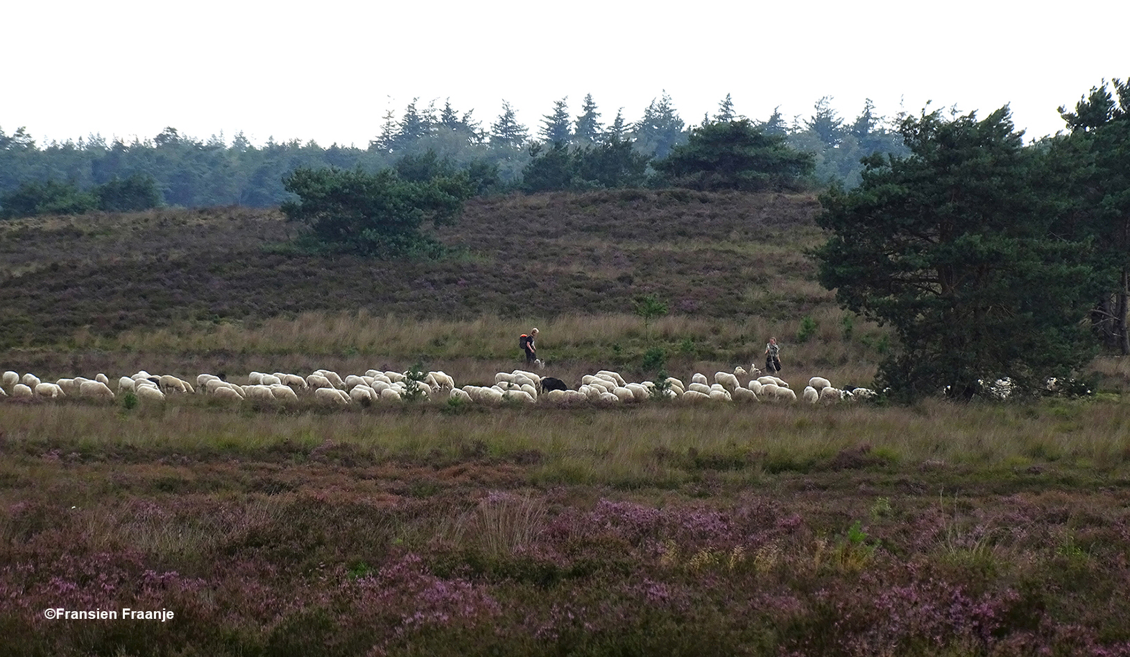 In de verte zagen wij de herders met hun Elspeetse schaapskudde zwerven - Foto: ©Fransien Fraanje
