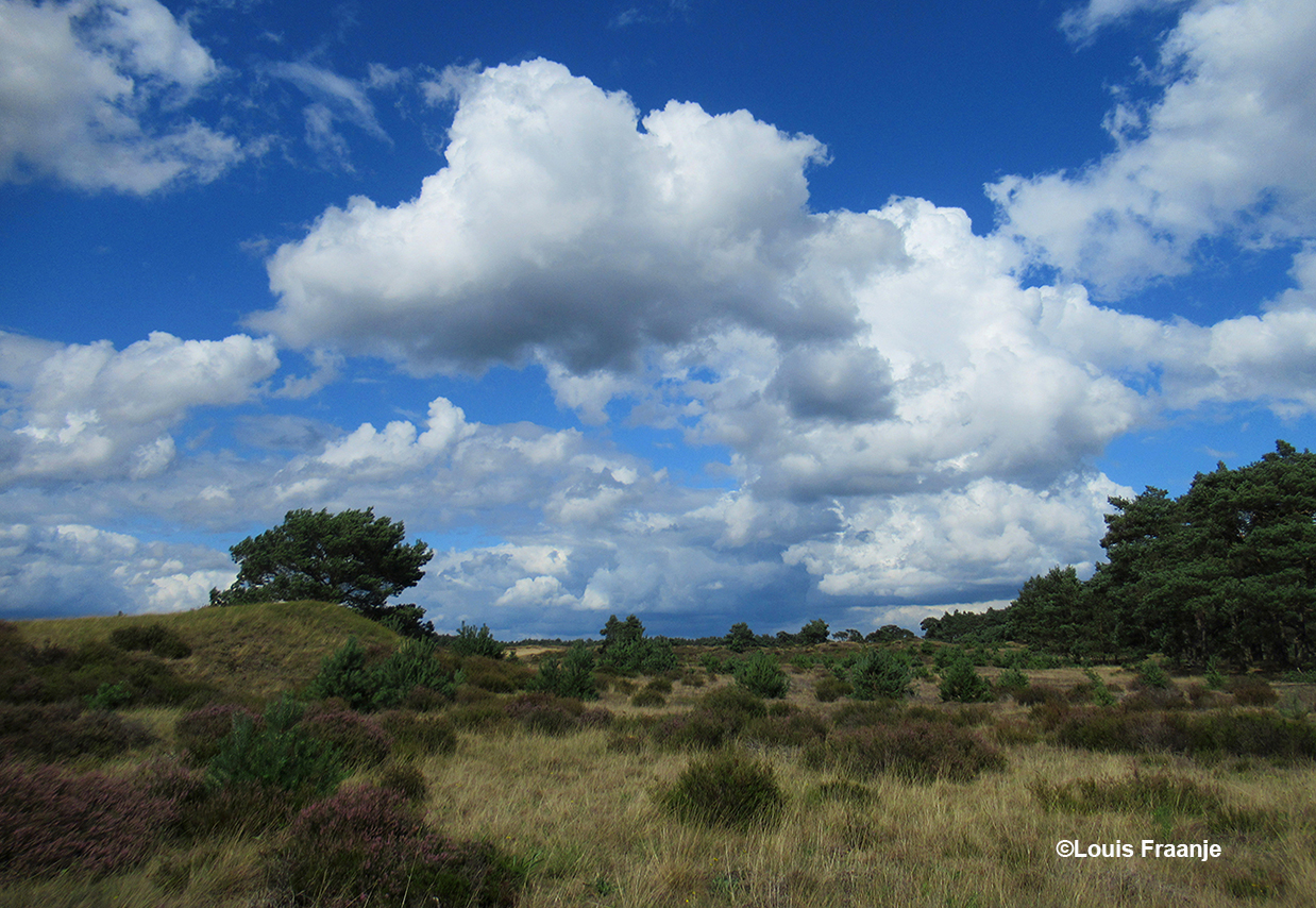Een helderblauwe lucht met enorme wolkenpartijen boven het Veluwse landschap - Foto: ©Louis Fraanje