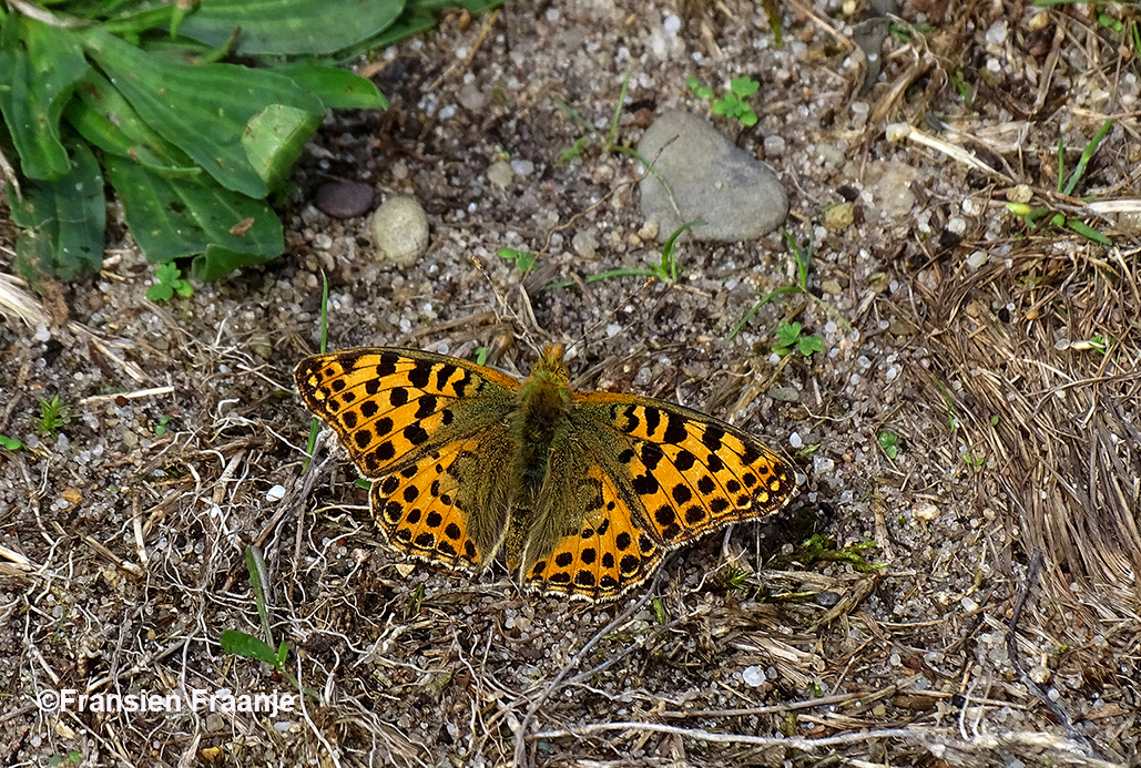 Op het bospad zat een prachtige kleine parelmoervlinder te zonnen - Foto: ©Fransien Fraanje