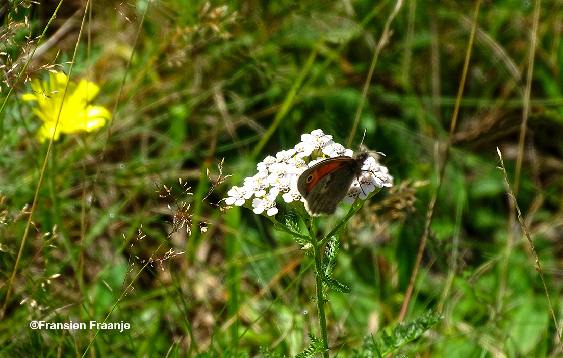 Een bruin zandoogje is op zoek naar nectar - Foto: ©Fransien Fraanje