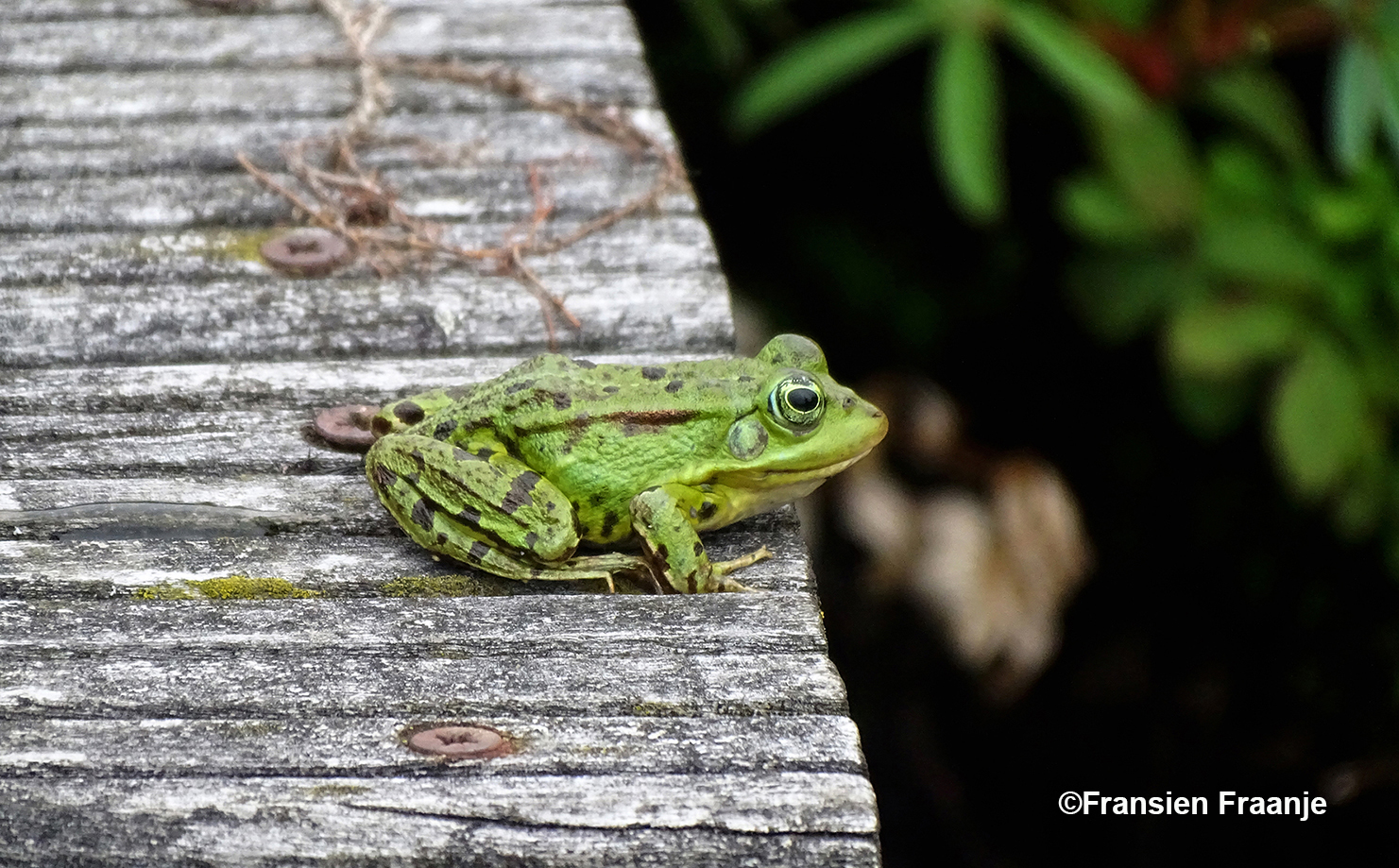 Een groene kikker op het plankier - Foto: ©Fransien Fraanje