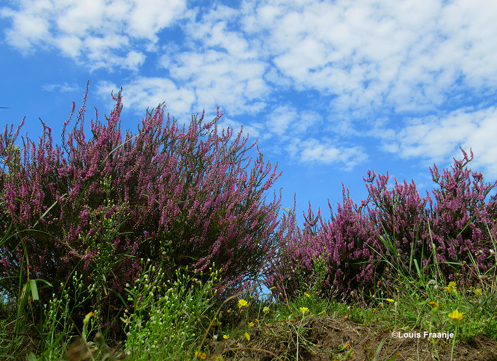 Het blijft prachtig die bloeiende heide en een blauwe lucht - Foto: ©Louis Fraanje