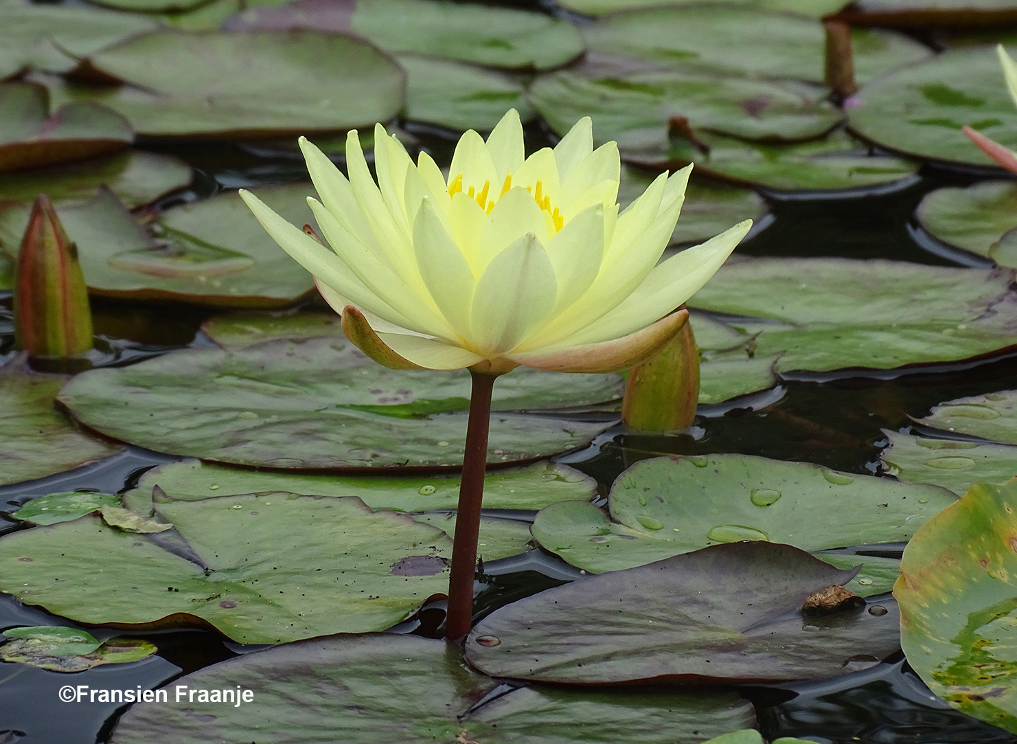 Waterlelies, bijzondere 'gele' exemparen - Foto: ©Fransien Fraanje