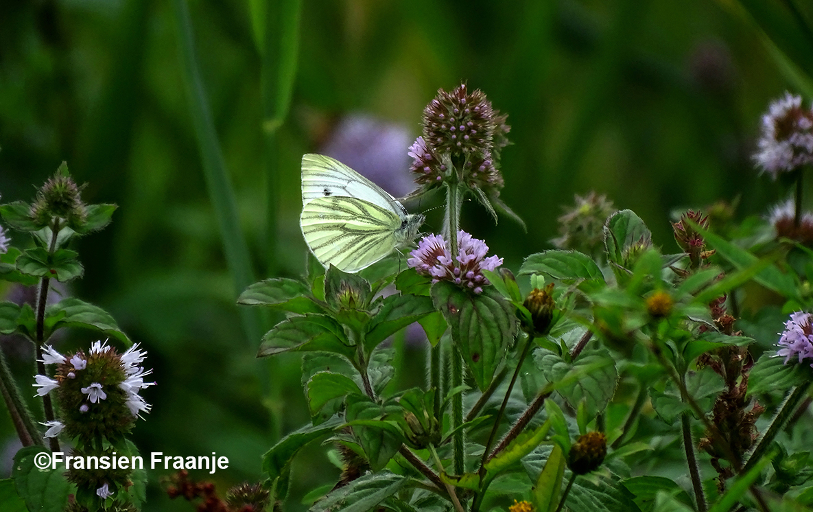 Daar ontdekten wij het klein geaderd witje - Foto: ©Fransien Fraanje
