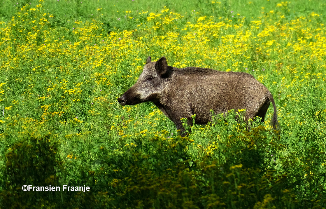 Uiteindelijk kwam er dan toch een zwijn tevoorschijn - Foto: ©Fransien Fraanje