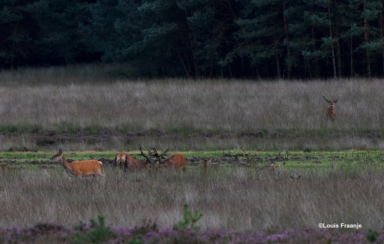 Dan krijgen er nog twee herten het hevig met elkaar aan de stok - Foto: ©Louis Fraanje