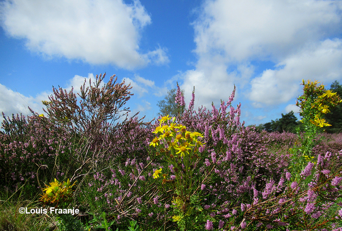 Een prachtig contrast van geel en paars en daarboven een blauwe lucht met witte wolken - Foto: ©Louis Fraanje