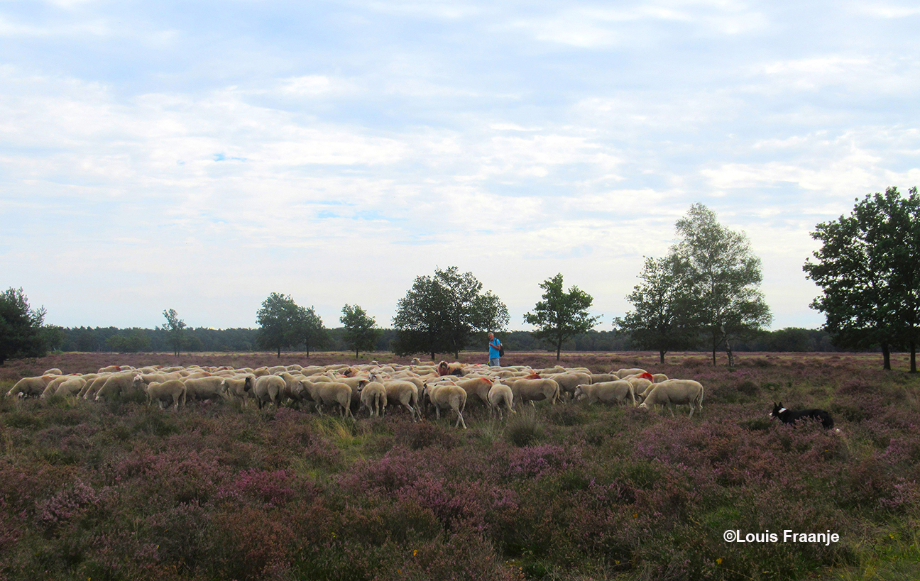 Herder en zijn hond met de kudde over de Stroese Heide - Foto: ©Louis Fraanje