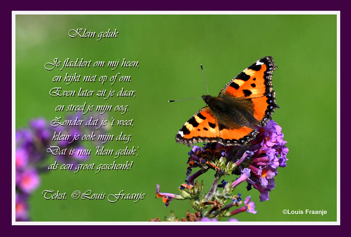 Kleine vos vlinder op de bloem van de buddleja - Tekst en foto: ©Louis Fraanje
