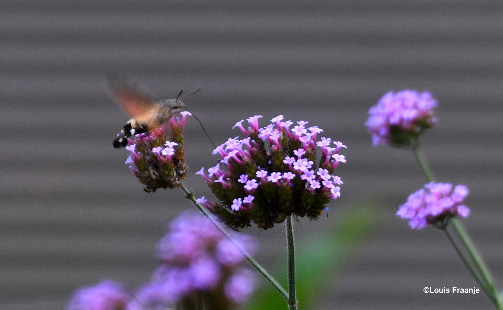 De kolibrievlinder hangt onrustig in de lucht en peurt de nectar uit de bloem - Foto: ©Louis Fraanje