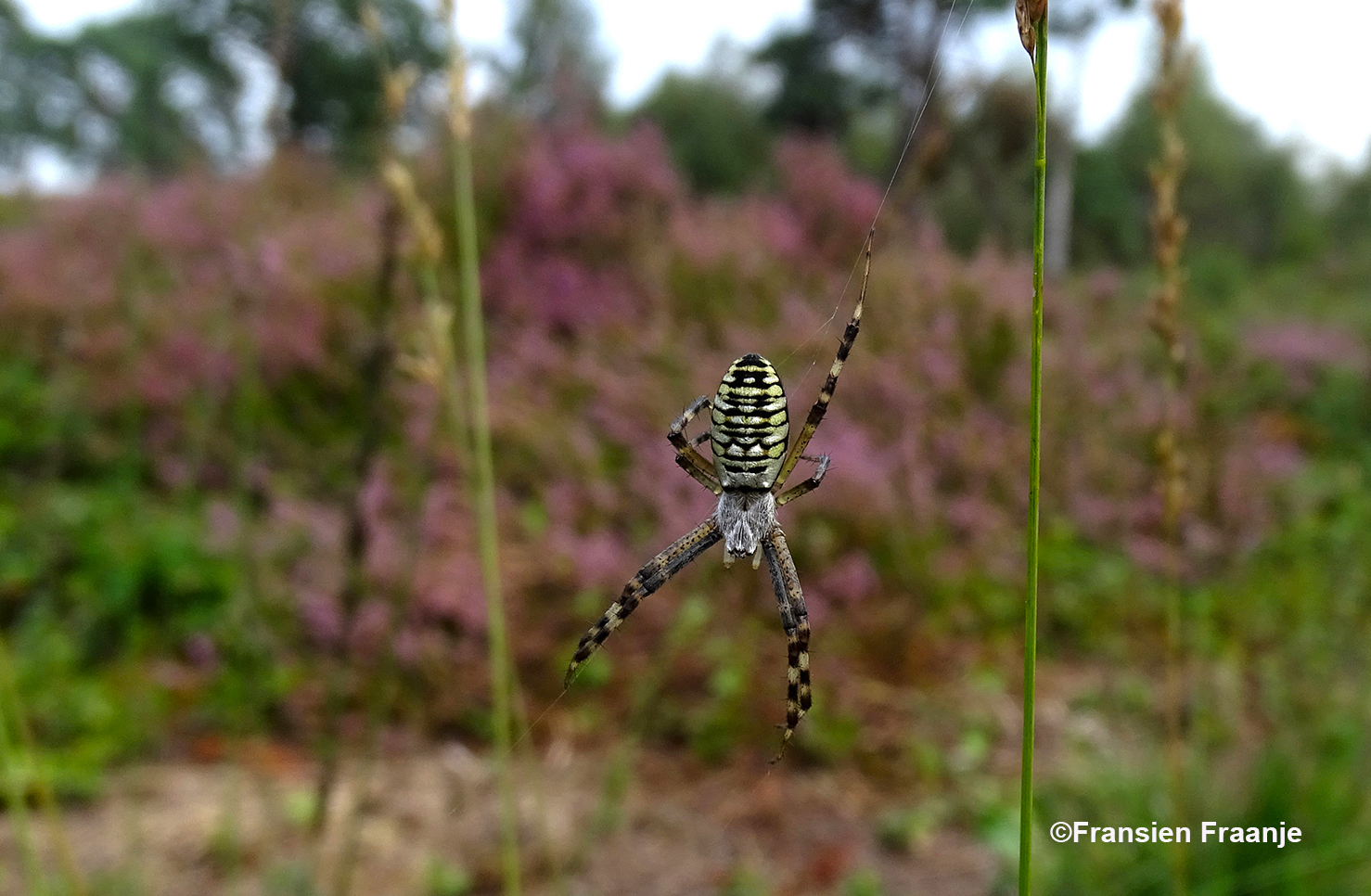 Een beetje verscholen achter de heidestruik hangt een prachtige tijger- of wespenspin - Foto: ©Fransien Fraanje