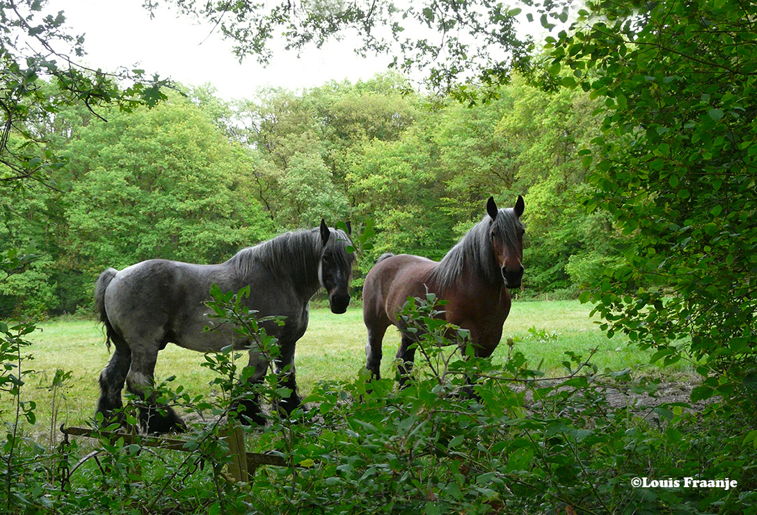 Twee zware Belgische paarden, een 'grieze' en een 'bruune' – Foto: ©Louis Fraanje