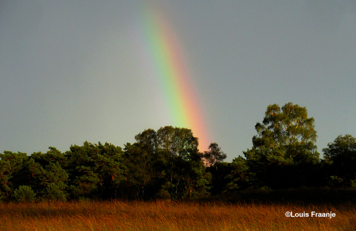 Heel even verscheen er een stukje van de regenboog boven de bosrand - Foto: ©Louis Fraanje