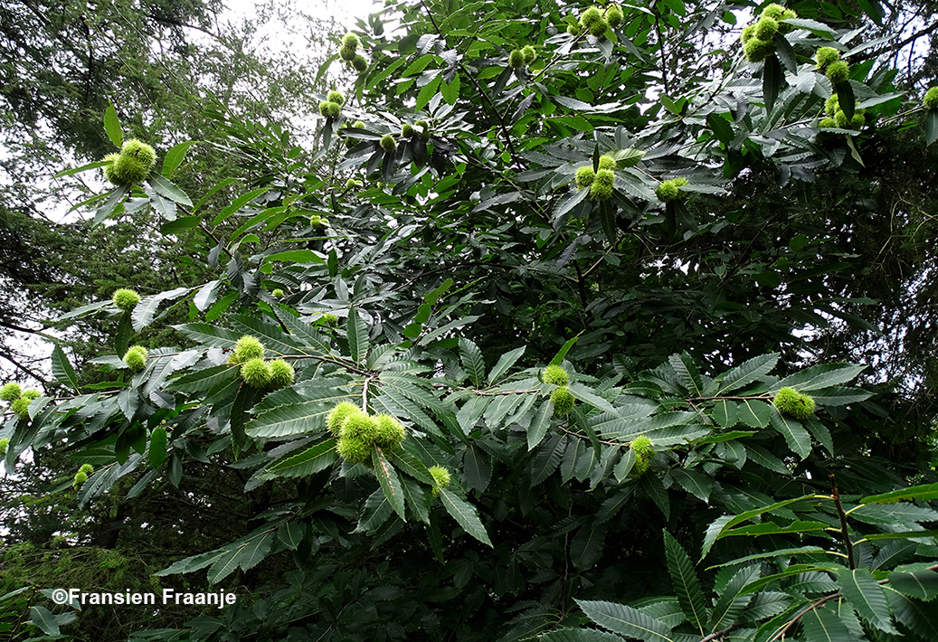 In het naburige bos ontdekken wij een tamme kastanje vol met de vruchten - Foto: ©Fransien Fraanje