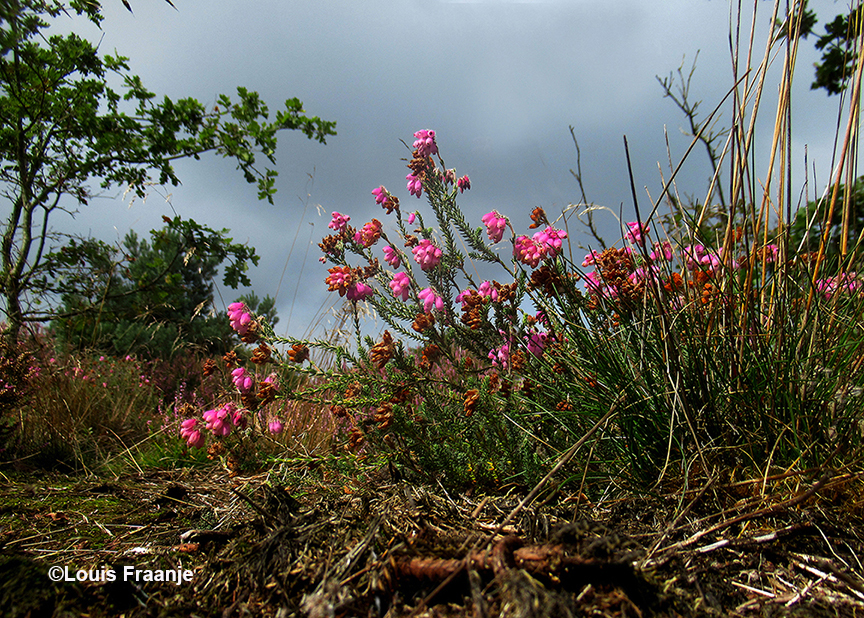 Ja hoor... nog bloeiende dopheide langs het wandelpad - Foto: ©Louis Fraanje
