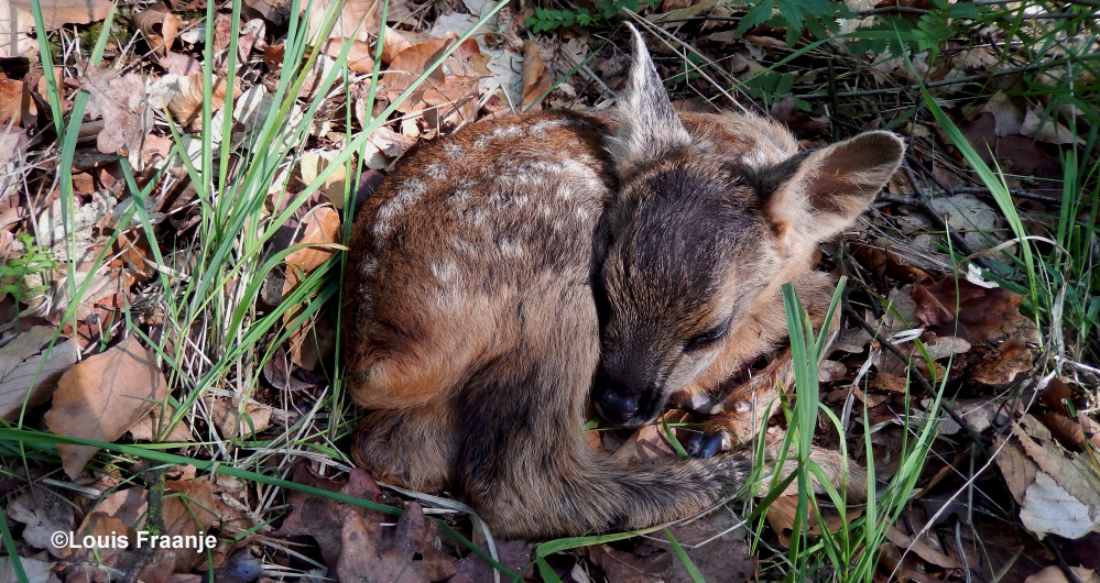 Een pasgeboren reekalfje dat daar zo kwetsbaar en ongeschonden op de bosgrond lag – Foto: ©Louis Fraanje