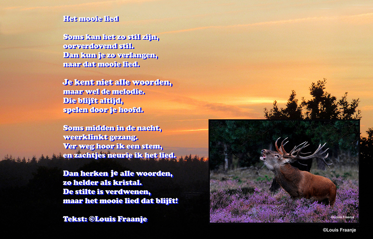 Ochtendgloren en een burlend edelhert op de Veluwe - Tekst en foto's: ©Louis Fraanje