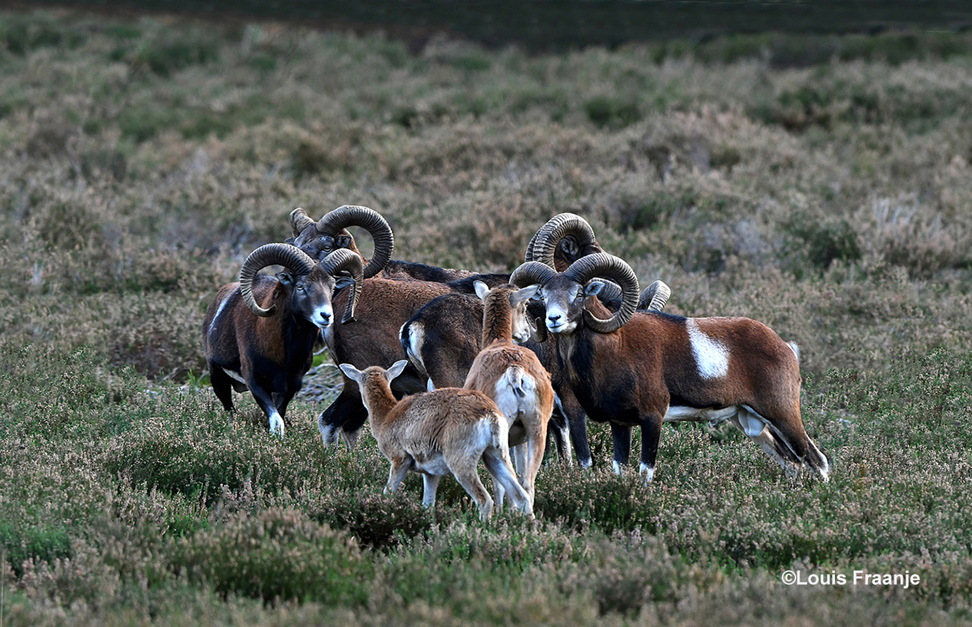 Ondertussen kwam er ook nog een ooi met haar lam langs – Foto: ©Louis Fraanje