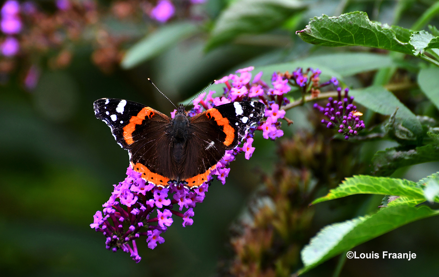 De Atalanta is een vlinder, die een speciaal plekje in ons hart heeft - Foto: ©Louis Fraanje