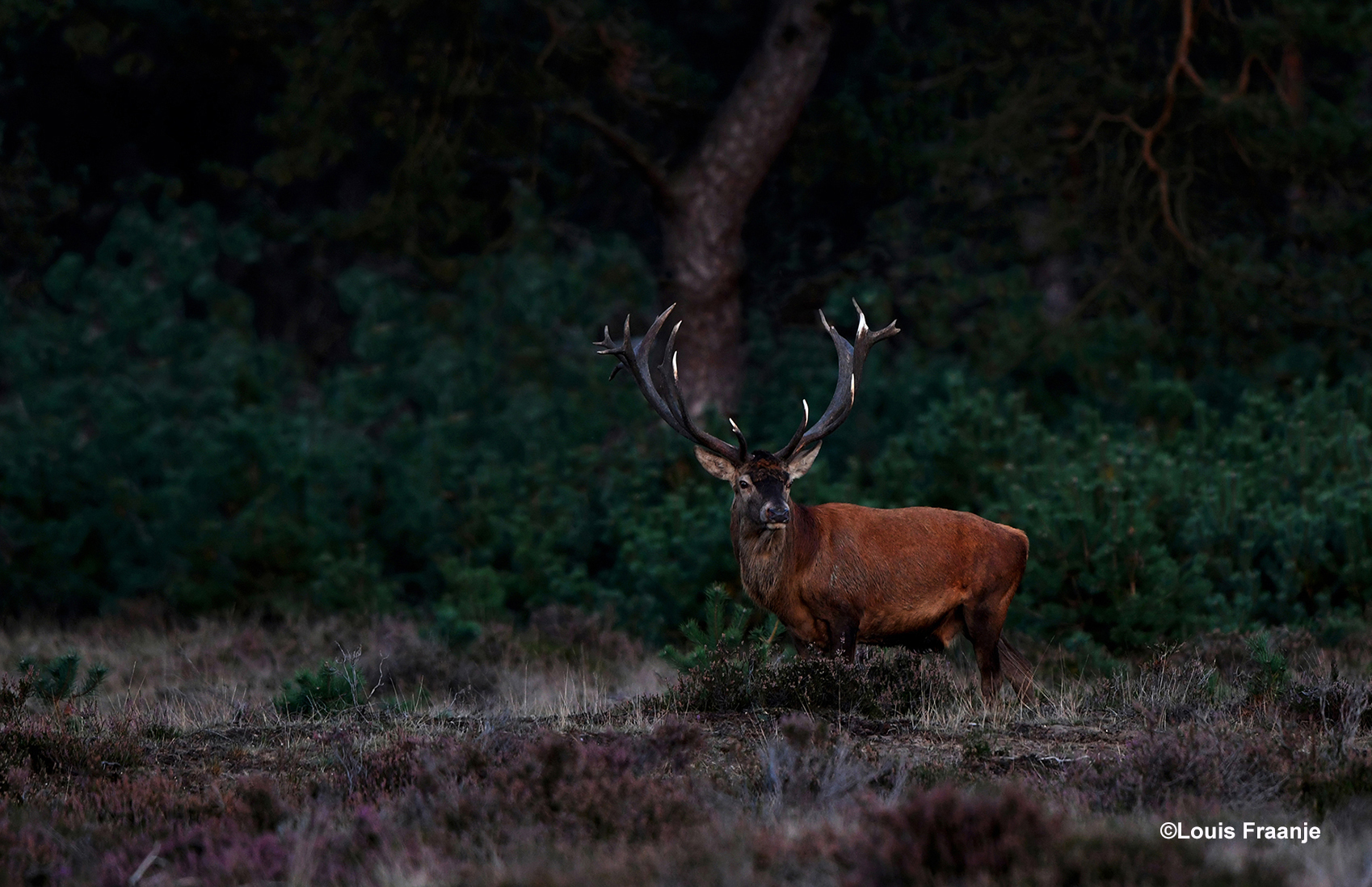 Daar staat hij dan, de koning van het Veluwse woud - Foto: ©Louis Fraanje