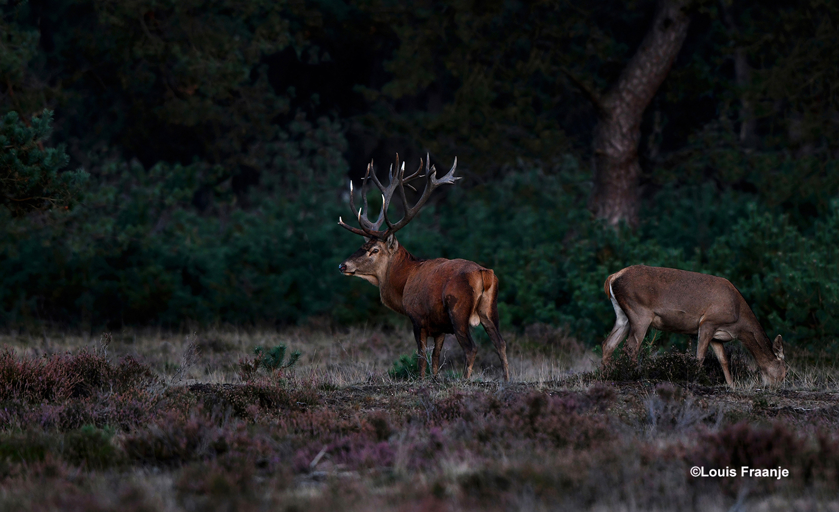Het hert kijkt nog even achterom en trekt dan het bos in - Foto: ©Louis Fraanje