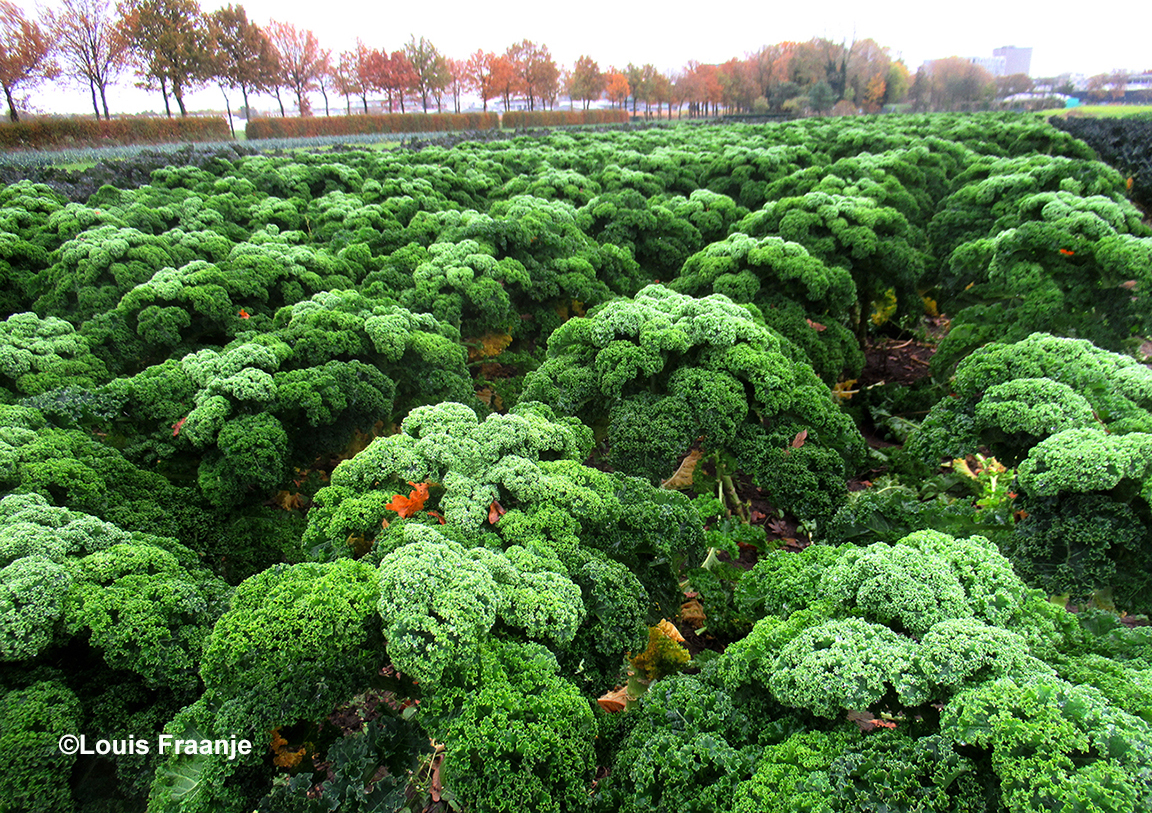De boerenkoolplanten staan er weer prachtig bij - Foto: ©Louis Fraanje