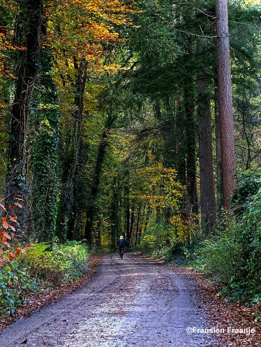 Tussen verkleurende beuken en hoogopgaande Douglassparren bij Wiessel gaat de eenzame fietser - Foto: ©Fransien Fraanje